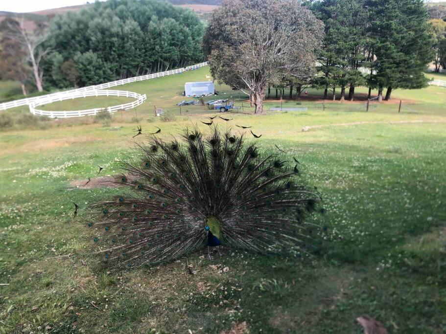 Villa Lappi Farm Berridale Esterno foto